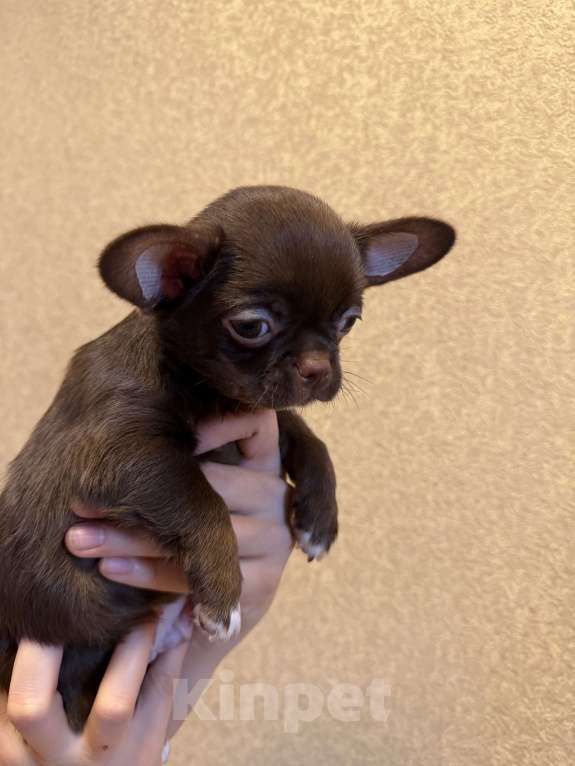 Собаки в Ижевске: Щенок чихуахуа Мальчик, 50 000 руб. - фото 7