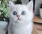 Кошки в Нижнем Новгороде: Синеглазая Девочка, 30 000 руб. - фото 1