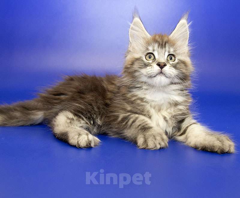 Кошки в Москве: Котенок Мейн Кун Девочка, 40 000 руб. - фото 1