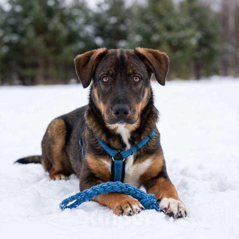 Собаки в Москве: щенок Боб ищет дом Мальчик, Бесплатно - фото 4