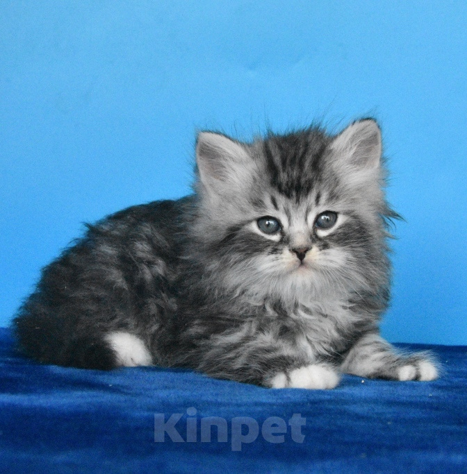 Кошки в Москве: Котик Честер Мальчик, 65 000 руб. - фото 2