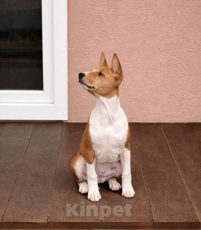 Собаки в Севастополе: Мальчики басенджи Мальчик, Бесплатно - фото 4