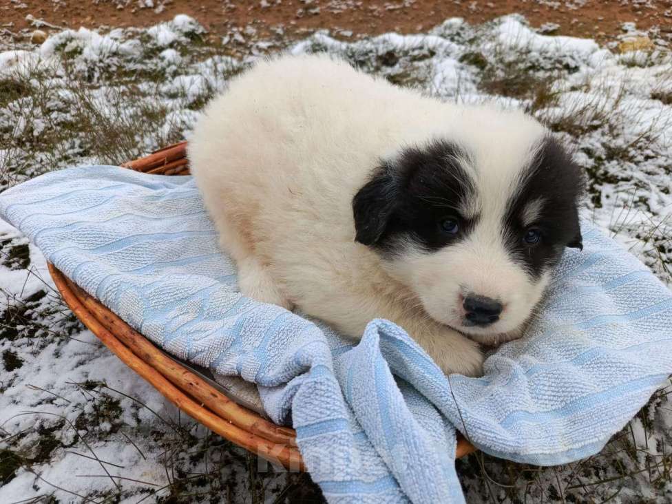 Собаки в Малоярославце: щенки пиренейской горной собаки_мальчик 1 Мальчик, 40 000 руб. - фото 3