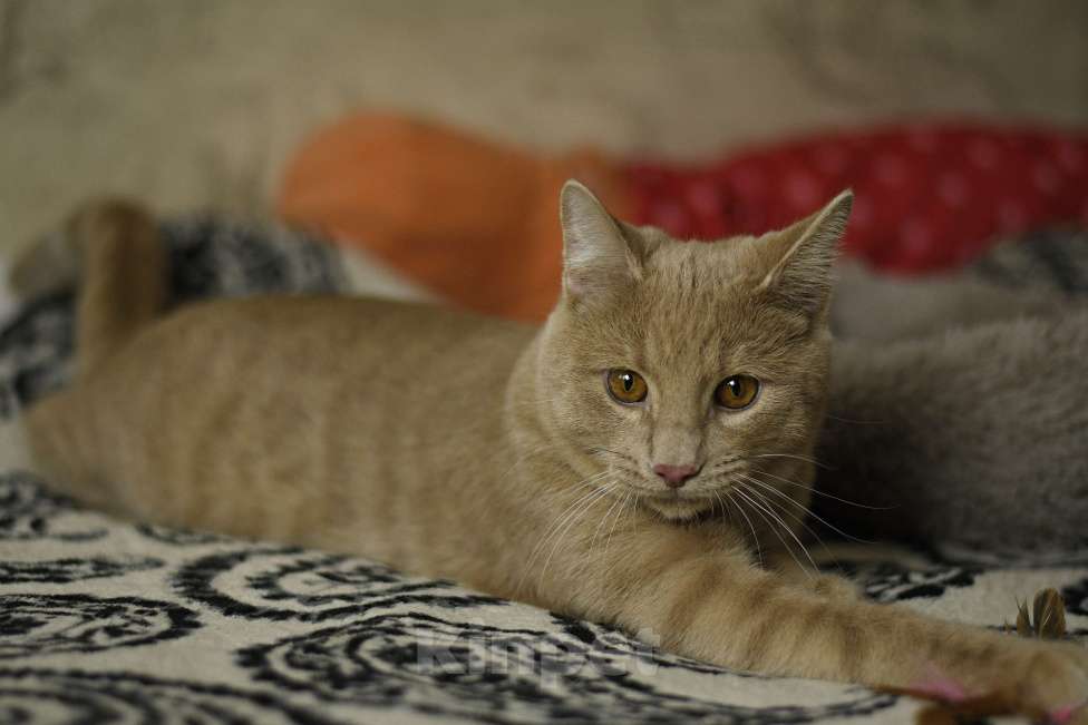 Кошки в Москве: котенок Сырник в добрые руки Мальчик, Бесплатно - фото 3