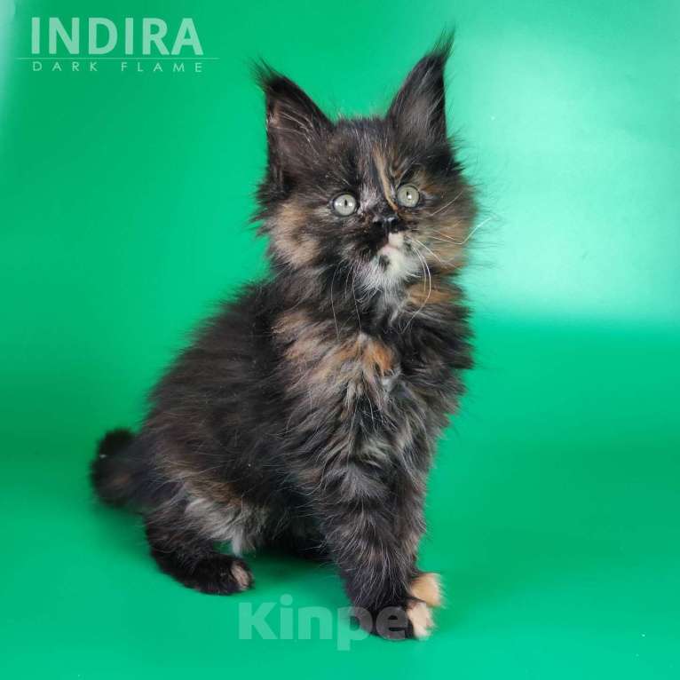 Кошки в других городах Воронежской области: Indira Drak Flame Девочка, 50 000 руб. - фото 1