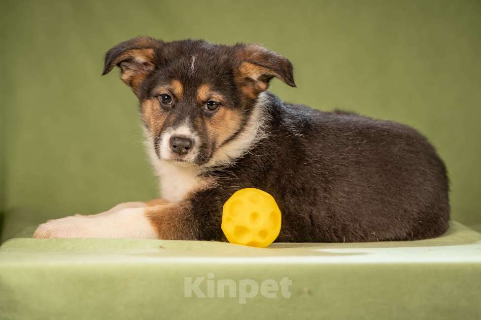 Собаки в Клине: Каштан - важный малыш Мальчик, Бесплатно - фото 8