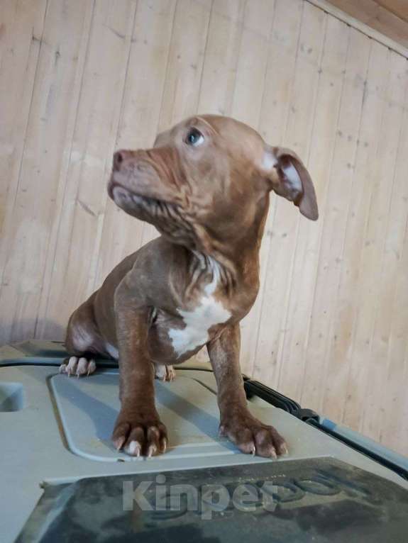 Собаки в Санкт-Петербурге: Американский питбультерьер, щенок Девочка, Бесплатно - фото 1