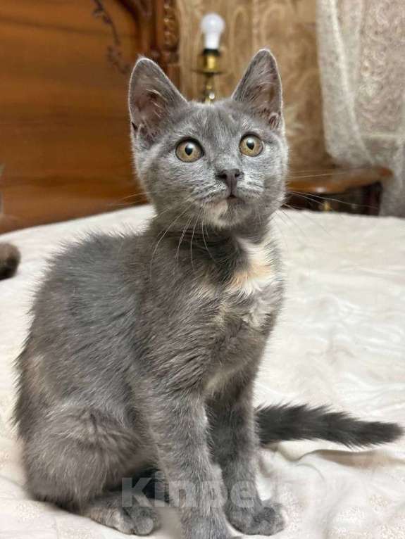 Кошки в Москве: Котенок девочка в добрые руки Девочка, Бесплатно - фото 1