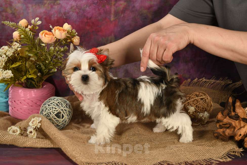 Собаки в Москве: Раскрашенные красавицы! Девочка, 150 000 руб. - фото 5