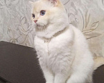 Кошки в Симферополе: Истинный британец Мальчик, 50 000 руб. - фото 3