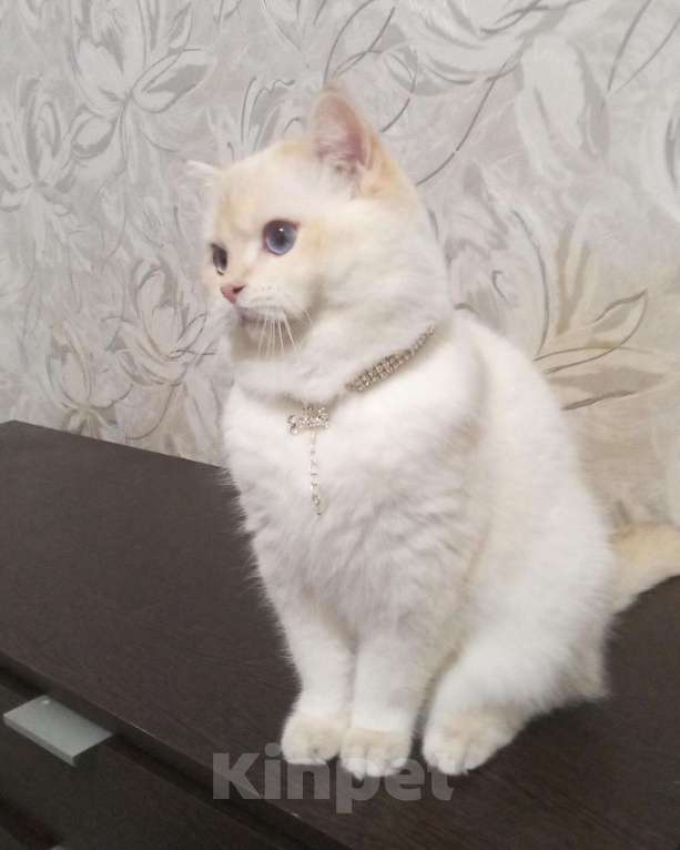 Кошки в Симферополе: Истинный британец Мальчик, 50 000 руб. - фото 3