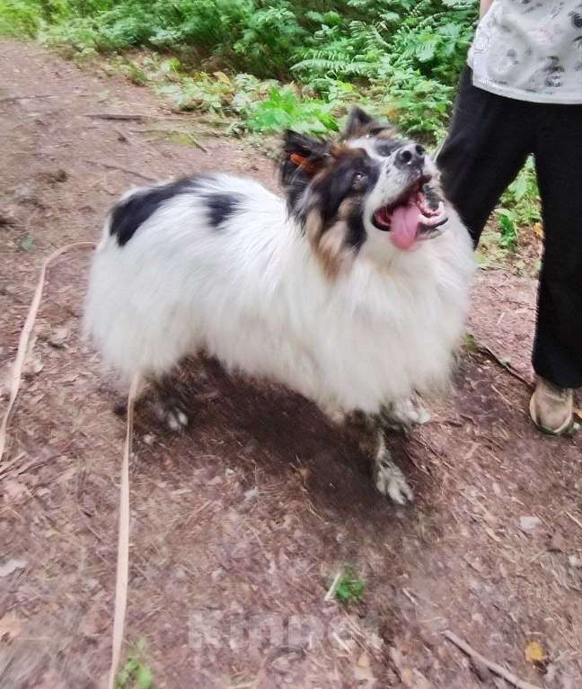 Собаки в Балашихе: Тейлор папильон XXL Мальчик, Бесплатно - фото 2