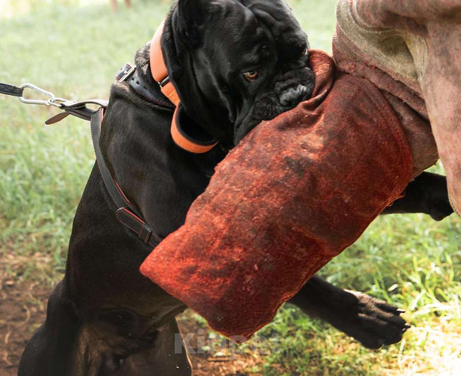 Собаки в других городах Московской области: Щенки Итальянского Кане Корсо! Девочка, 120 000 руб. - фото 7