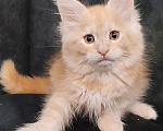 Кошки в Люберцах: Котёнок мейн-кун 🐱 рыжий Мальчик, 60 000 руб. - фото 2