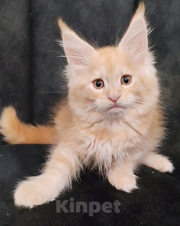Кошки в Люберцах: Котёнок мейн-кун 🐱 рыжий Мальчик, 60 000 руб. - фото 2