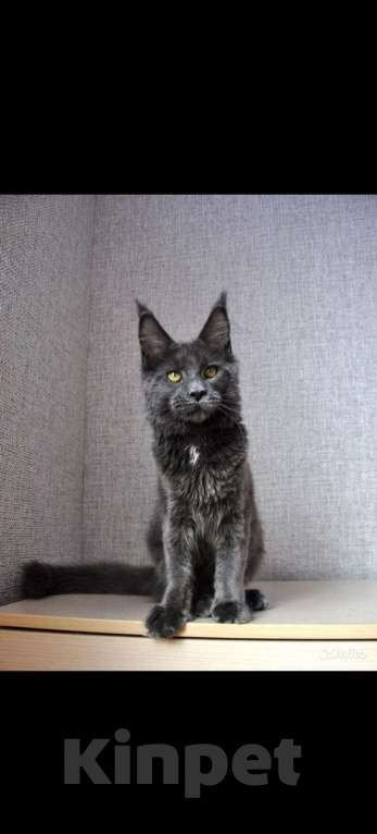 Кошки в Сочи: котята Мейн-Кун Девочка, Бесплатно - фото 1