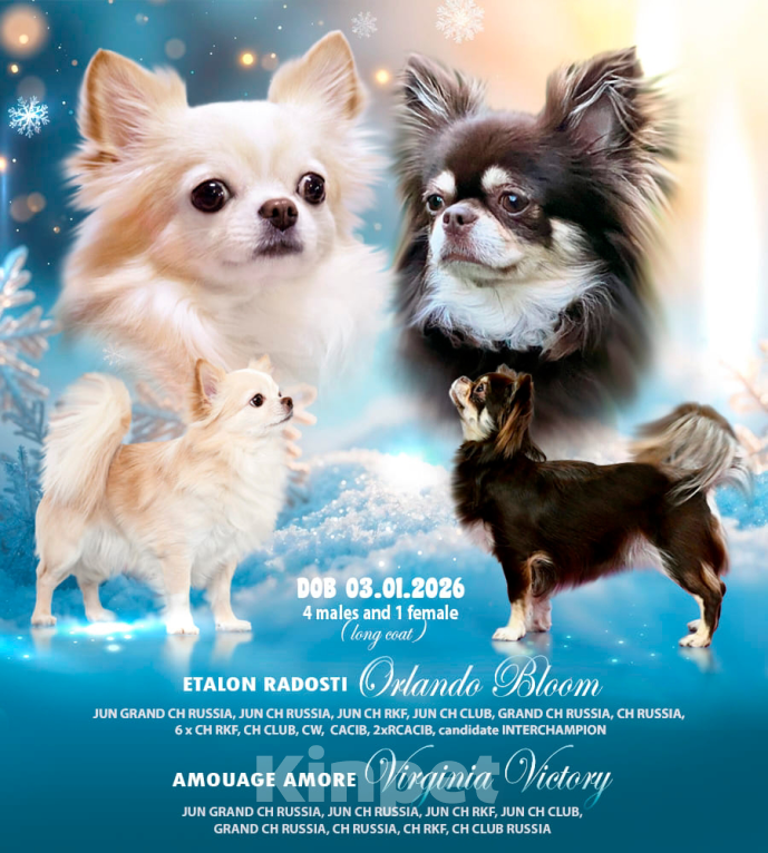 Собаки в Москве: Щенки чихуахуа Мальчик, 25 000 руб. - фото 5