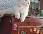 Кошки в Невинномысске: Мейн-кун вязка Мальчик, 1 руб. - фото 3