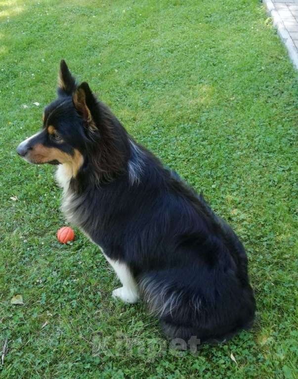 Собаки в Москве: Австралийская овчарка Фред Мальчик, Бесплатно - фото 3