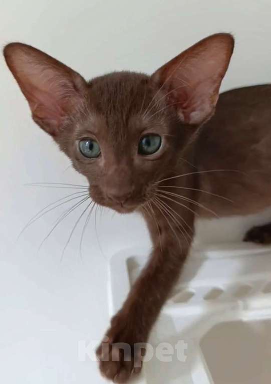 Кошки в Краснодаре: Ориентальная малышка Девочка, 80 000 руб. - фото 2