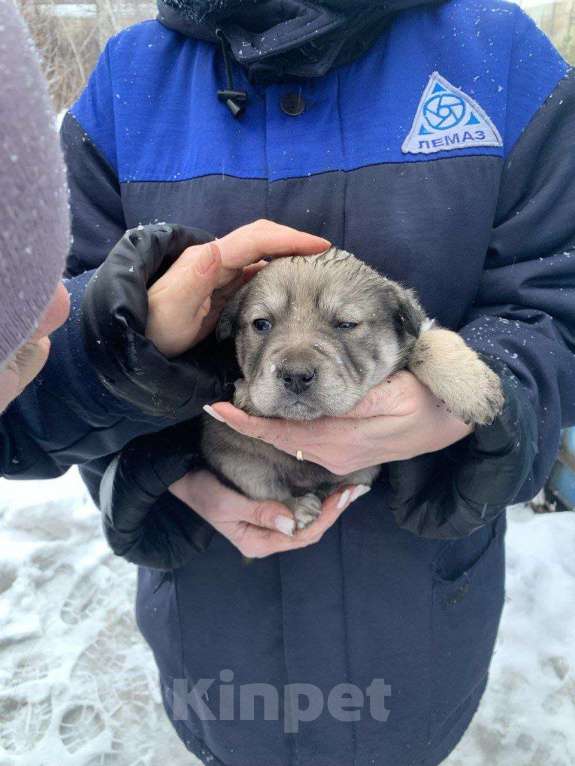 Собаки в Лебедяни: В добрые руки Мальчик, Бесплатно - фото 2
