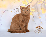 Кошки в Краснодаре: Британский котик к/ш Мальчик, Бесплатно - фото 1
