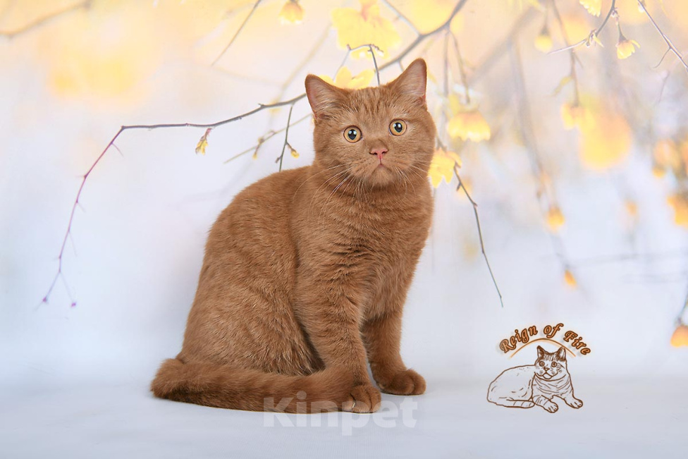 Кошки в Краснодаре: Британский котик к/ш Мальчик, Бесплатно - фото 1