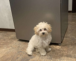 Собаки в Санкт-Петербурге: Мальтипу  мальчик стандарт Мальчик, 75 000 руб. - фото 2