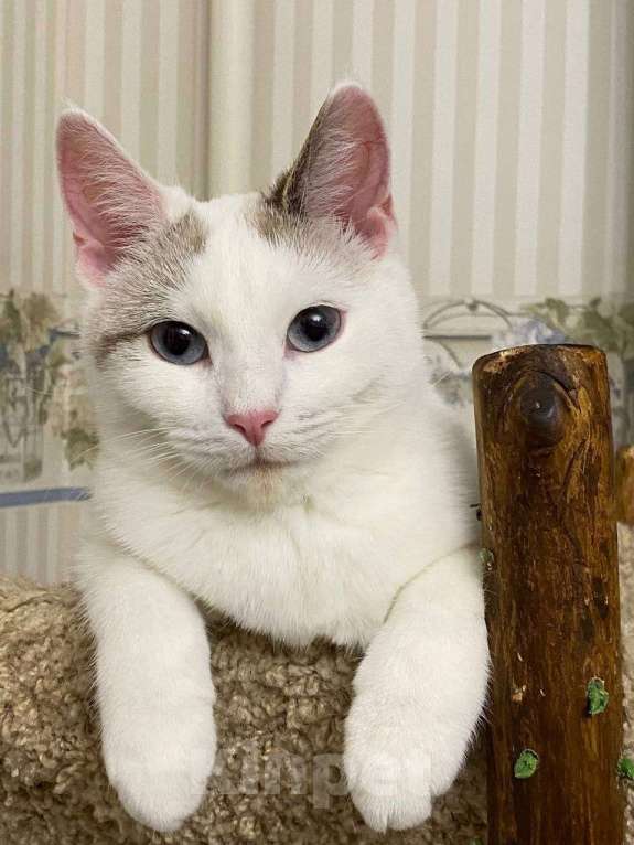 Кошки в Москве: Одри 3г в добрые руки Девочка, Бесплатно - фото 8