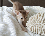 Кошки в Екатеринбурге: Абиссинские котята серебро Мальчик, 50 000 руб. - фото 4