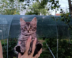 Кошки в Ставрополе: Кошечка, ДР 9 мая  Девочка, 1 руб. - фото 1