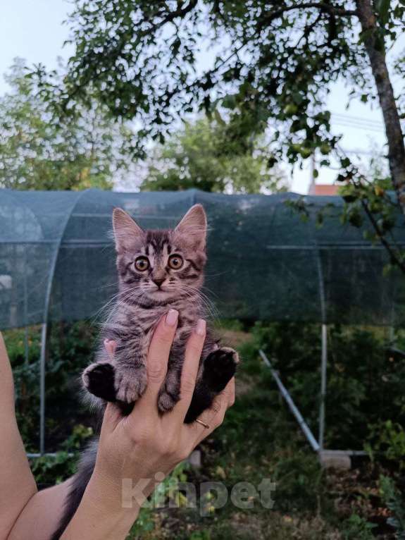 Кошки в Ставрополе: Кошечка, ДР 9 мая  Девочка, 1 руб. - фото 1