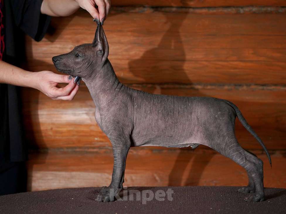 Собаки в Александрове: Ксолоитцкуинтли стандартного размера  Девочка, Бесплатно - фото 3