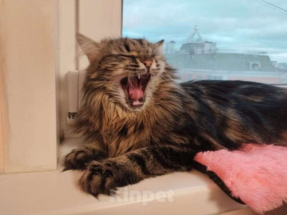 Кошки в Москве: Красивая, ласковая кошка в добрые руки  Девочка, Бесплатно - фото 4