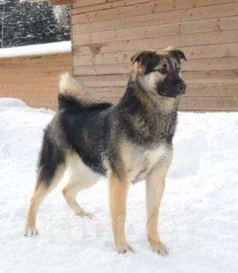 Собаки в Москве: Финн Мальчик, Бесплатно - фото 2