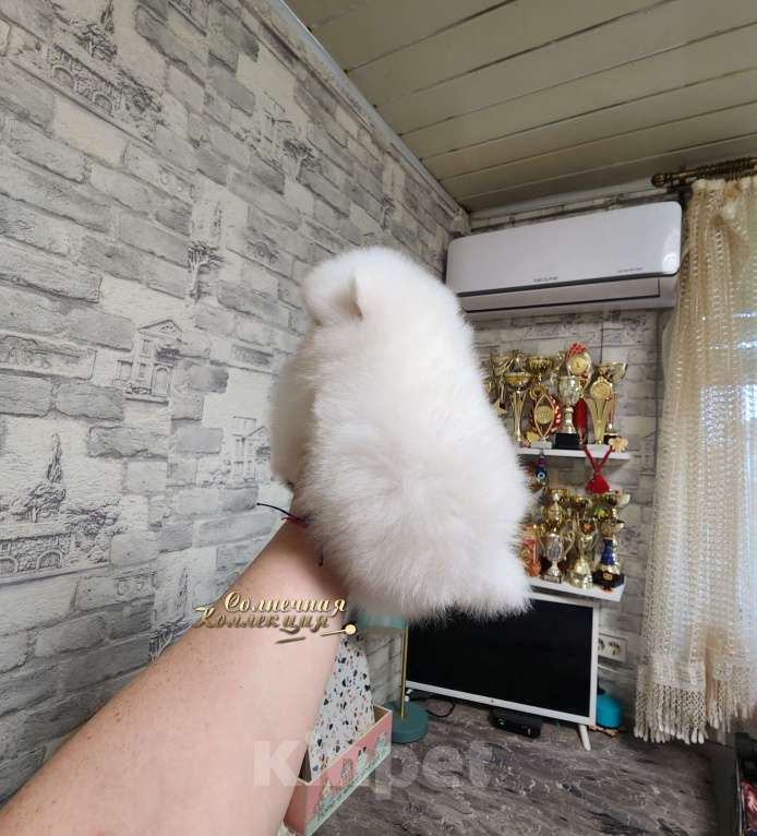 Собаки в Москве: Мальчик померанского шпица мини мишка айс крем оптически белый Мальчик, Бесплатно - фото 2