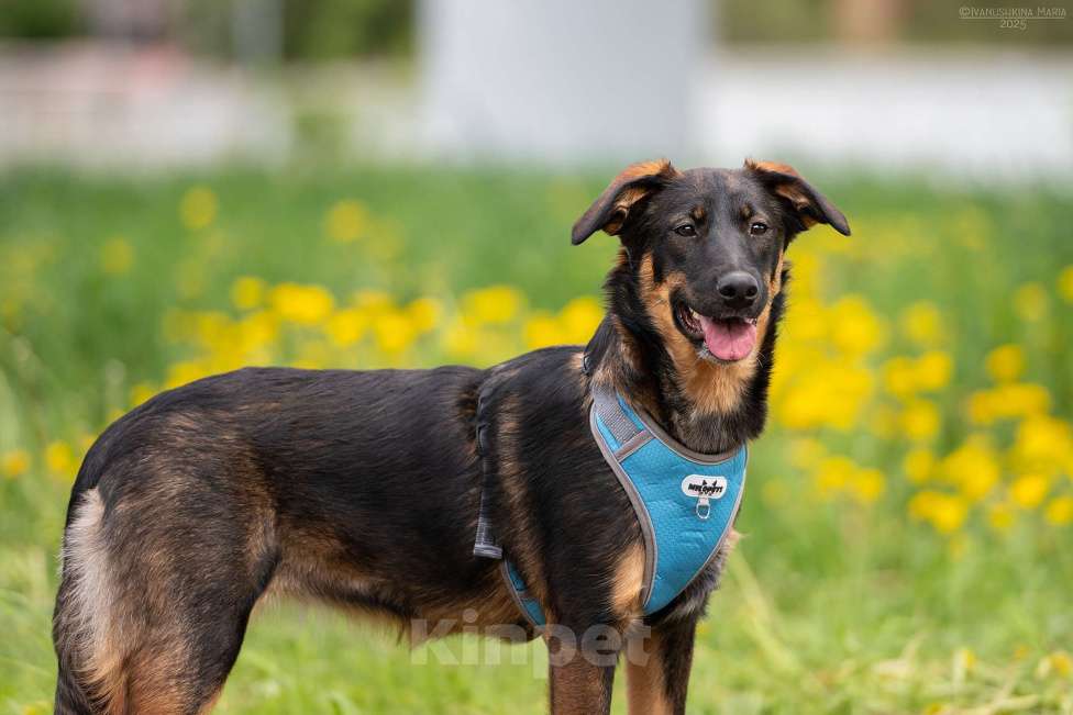 Собаки в Москве: Эльза - для горячих сердцем Девочка, Бесплатно - фото 3