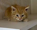 Кошки в Звенигороде: Солнечный рыжий котенок ищет заботливую семью Мальчик, Бесплатно - фото 3