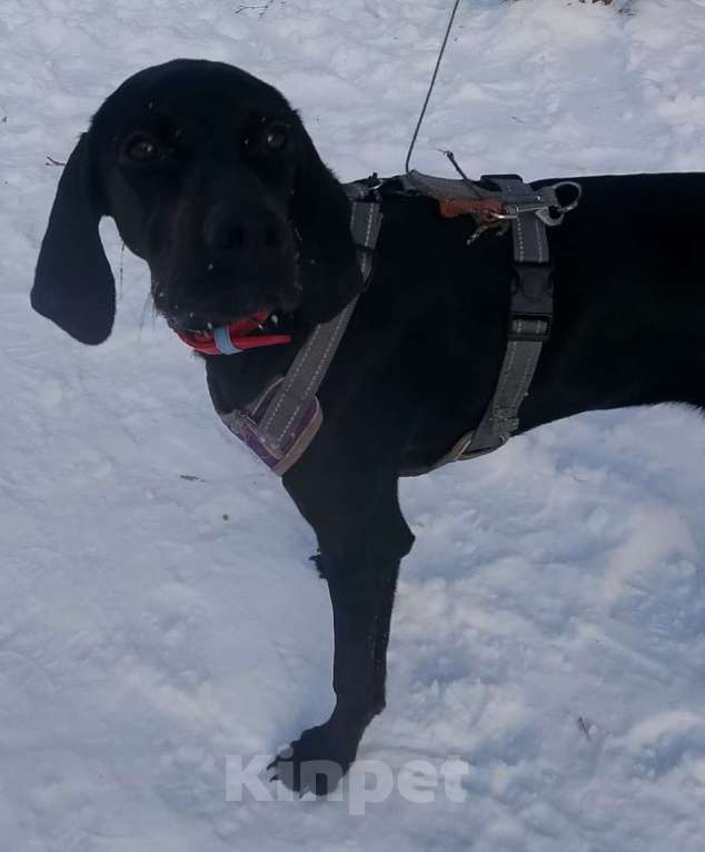 Собаки в Москве: Пойнтер Адель в дар Девочка, Бесплатно - фото 4