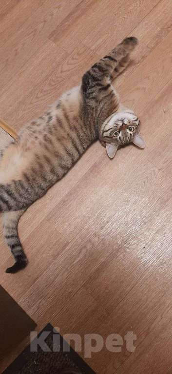 Кошки в Москве: Котенок, Мальчик Мальчик, Бесплатно - фото 2