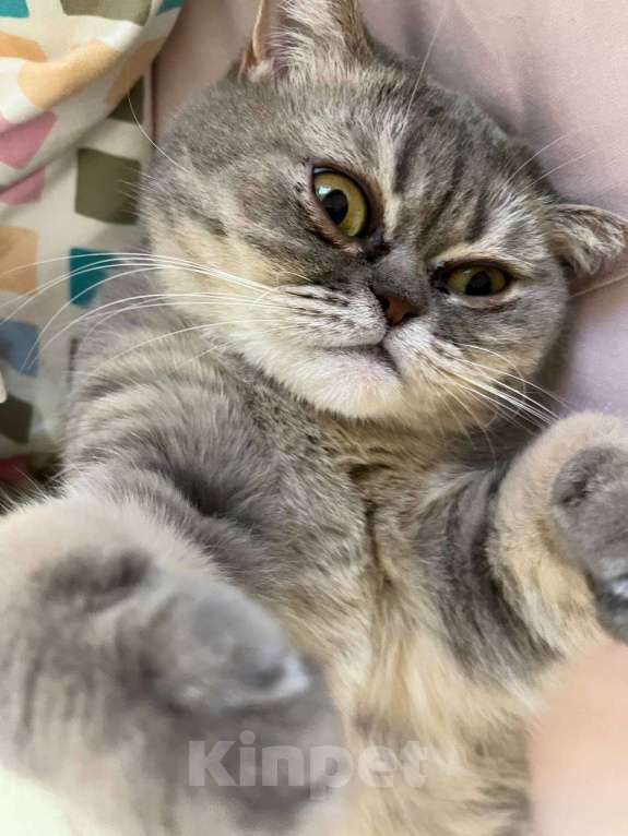 Кошки в Краснодаре: Кошечка шотландская Девочка, Бесплатно - фото 2