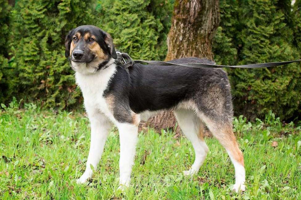 Собаки в Москве: ХАммер. Ему плохо без людей Мальчик, Бесплатно - фото 3