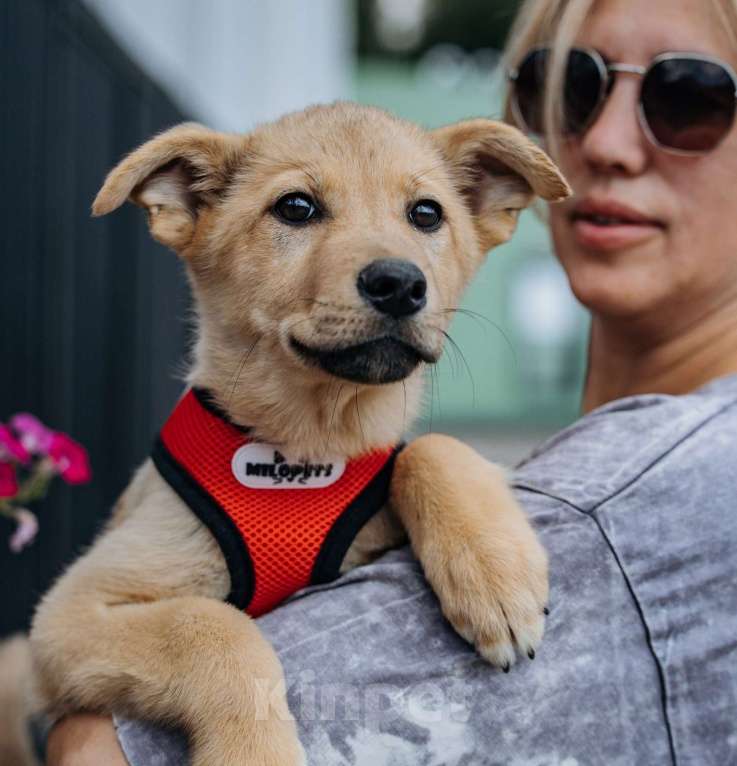 Собаки в Москве: Щенок в добрые руки бесплатно Москва Девочка, Бесплатно - фото 2