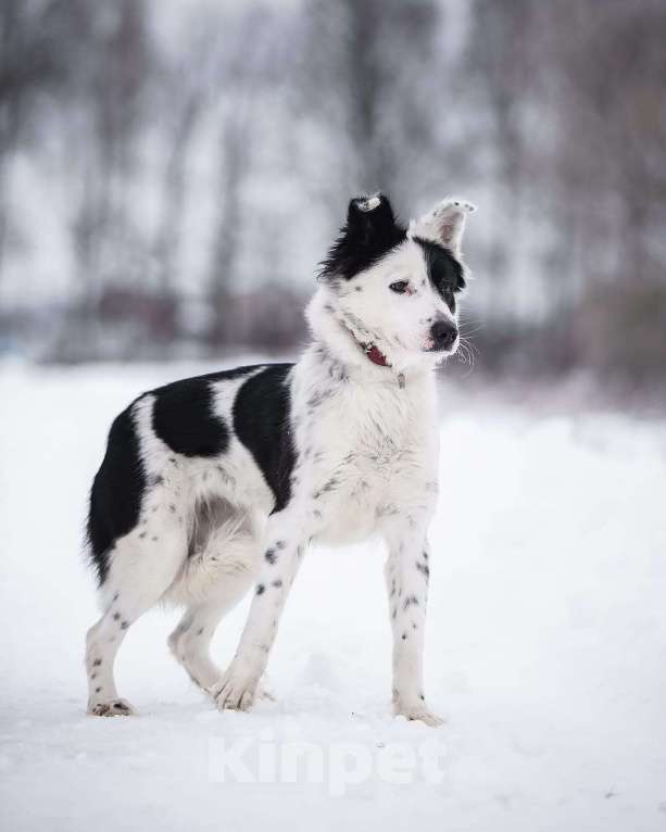 Собаки в Москве: Белая пушистая собачка Лаки в добрые руки Девочка, 1 руб. - фото 3