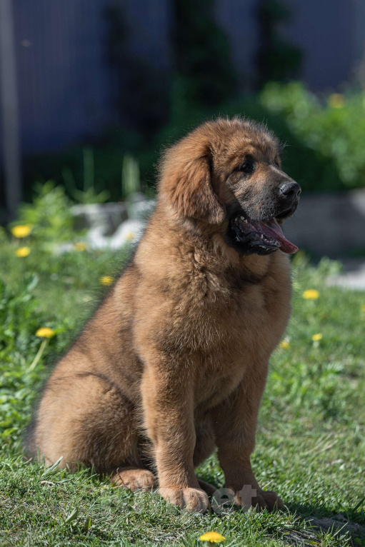 Собаки в Екатеринбурге: Тибетик Бос Мальчик, 45 000 руб. - фото 2