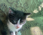 Кошки в Магнитогорске: Котята бесплатно Девочка, Бесплатно - фото 2