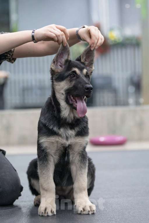 Собаки в Челябинске: Наука из Третьяковской галереи Девочка, 40 000 руб. - фото 7