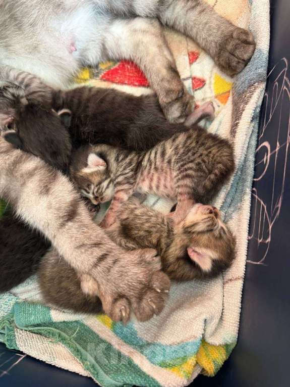 Кошки в Краснодаре: Кошка ищет дом себе и 4 котятам Девочка, Бесплатно - фото 5