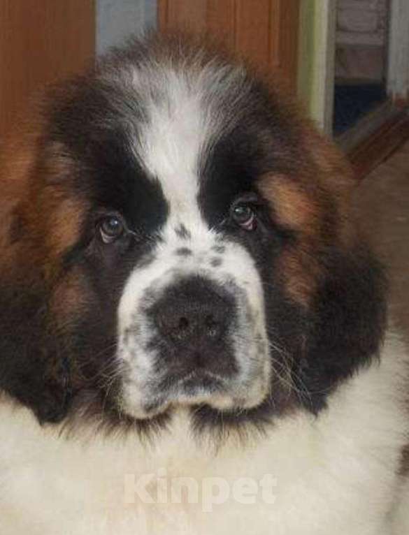 Собаки в Красноярске: Щенки МС , Красноярск Мальчик, Бесплатно - фото 1