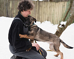 Собаки в Солнечногорске: Ласковая девочка в добрые руки Девочка, Бесплатно - фото 1